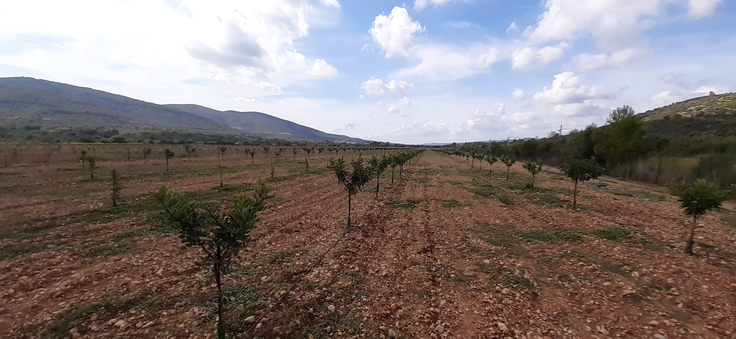 Finca de algarrobos.