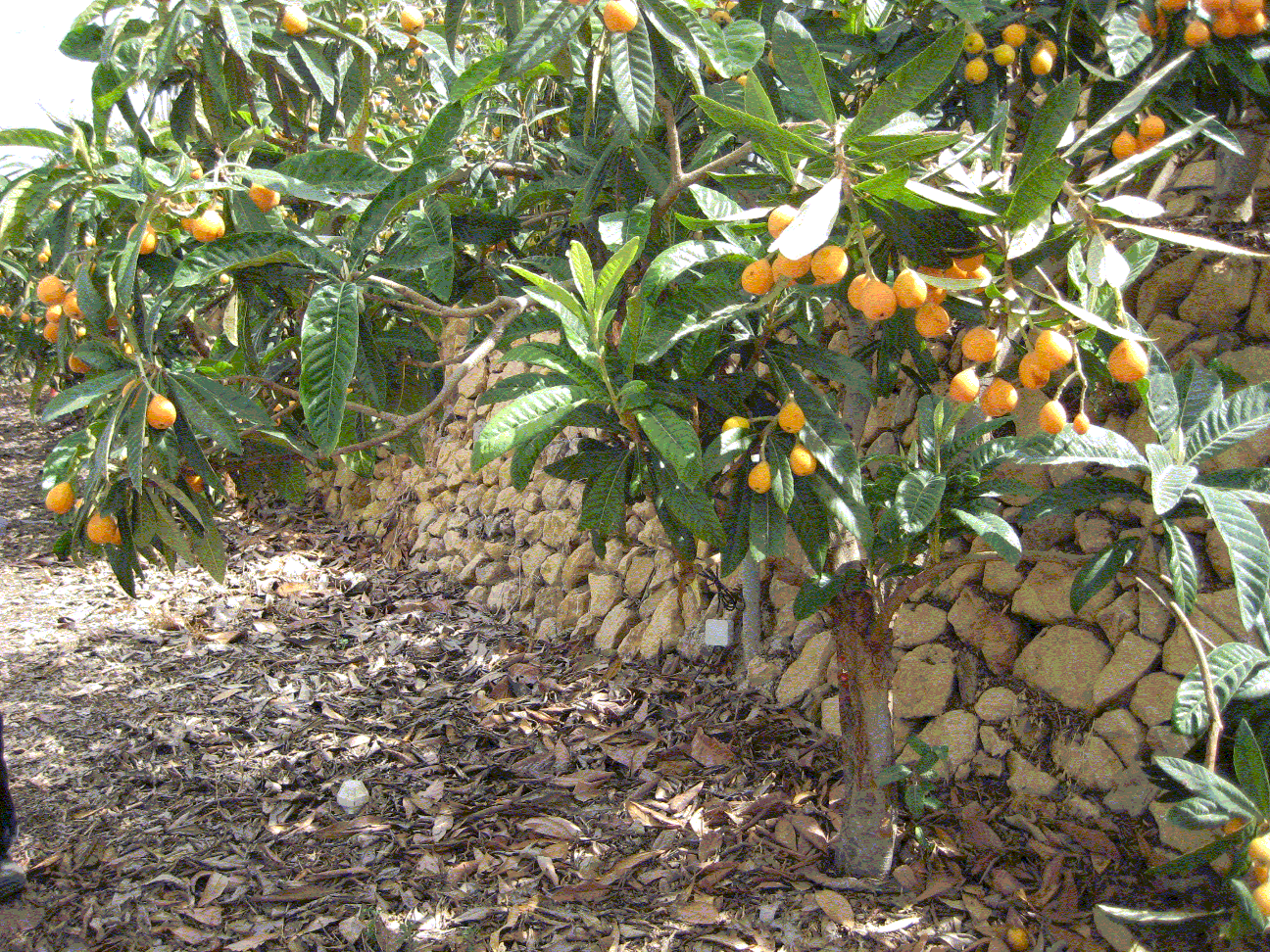 Cultivo del Níspero Algerie en Callosa d'en Sarrià (Alicante)